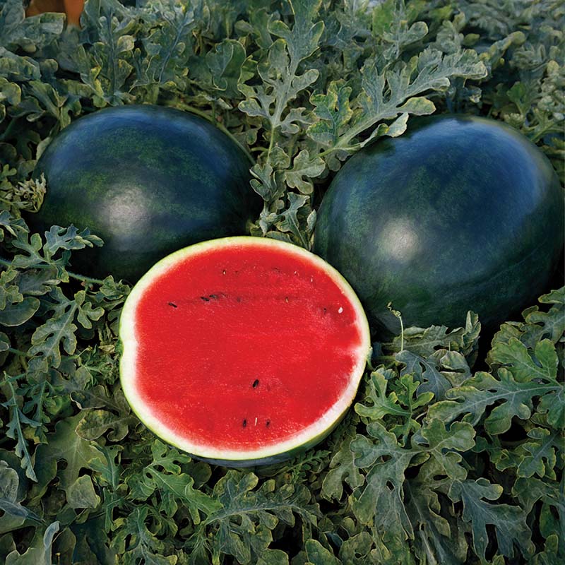 Watermelon Sweetie Pie F1 Seed – Harris Seeds