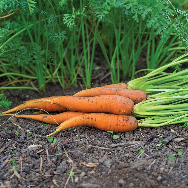 fuerte herbicide Carrot Fuerte F1 Seed RAW / 50 Seeds / UNTREATED