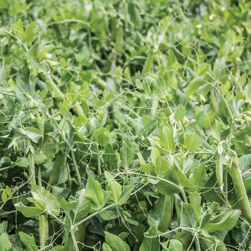 pss plant seeds Pea SS 141 Sugar Snap Organic Seed RAW / 1,000 seeds / Organic