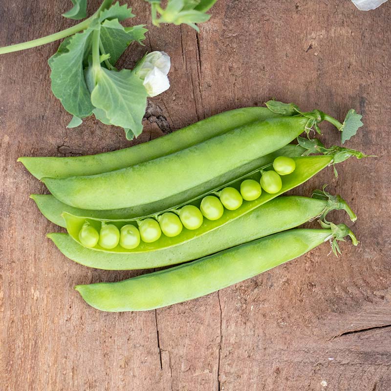 garden pea seed Pea PLS 595 Seed RAW / 1,000 Seeds / ORGANIC