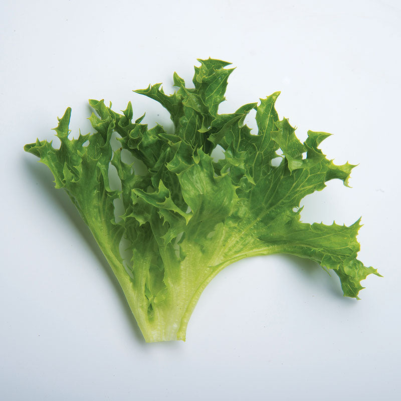 lettuce herbicides Lettuce Ezrilla MTO Organic Seed, Size: 1,000 Seeds