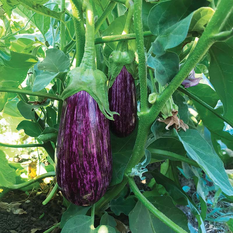 egg plant seed Eggplant Annina F1 Organic Seed RAW / 500 seeds / Organic