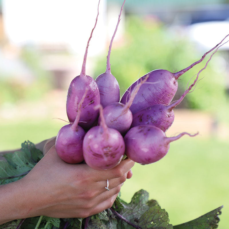 Radish Bluemoon F1 Seed – Harris Seeds