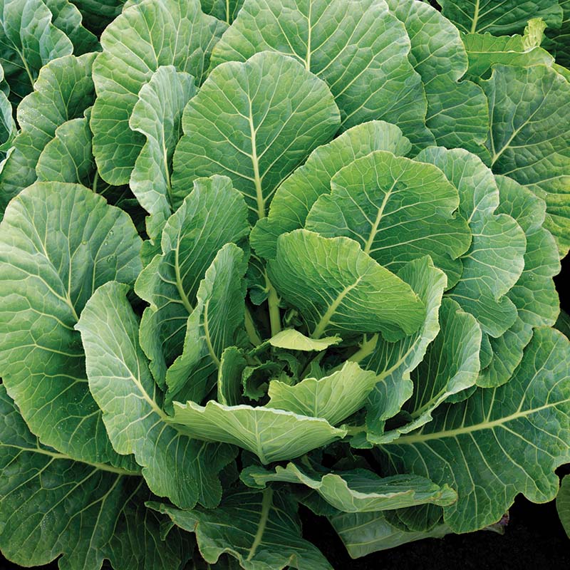 Collard Top Bunch 2.0 F1 Seed – Harris Seeds