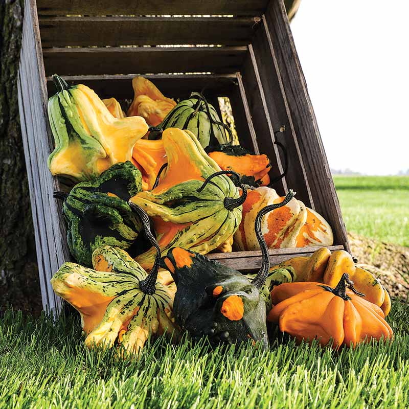 Gourd Gizmo Seed – Harris Seeds
