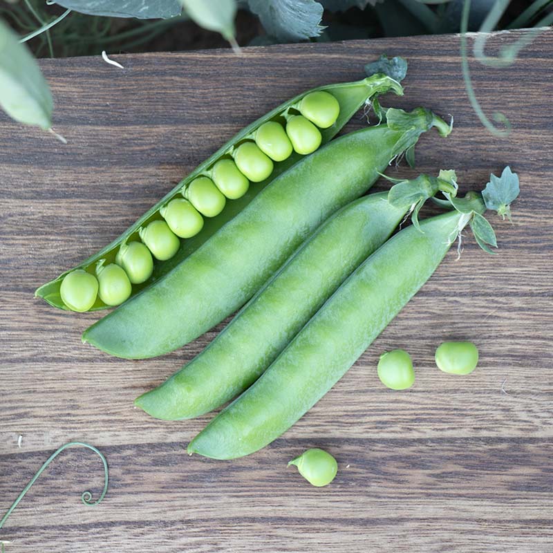 Pea PLS 566 Seed – Harris Seeds
