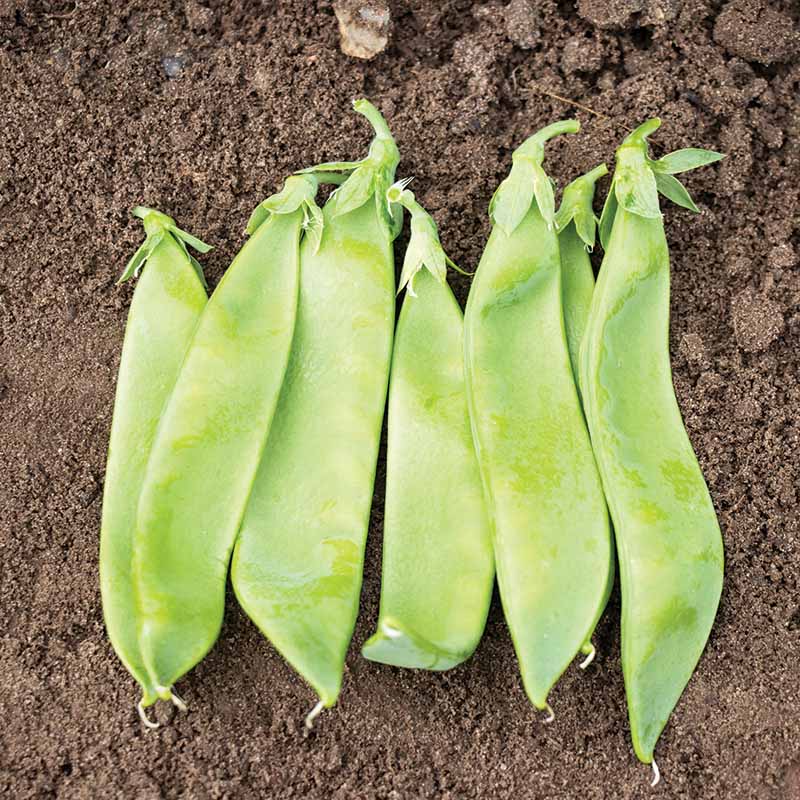 Shop Pea Avalanche Seed – Snow Peas Seed / Treated / 50 Pounds