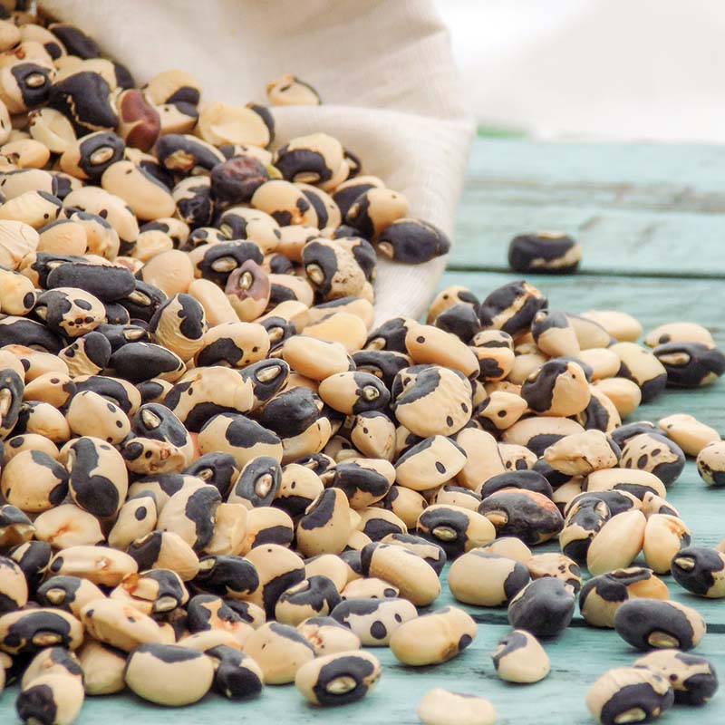 cowpea plant seeds Cowpea Phenomenal Seed, Size: 250 Seeds