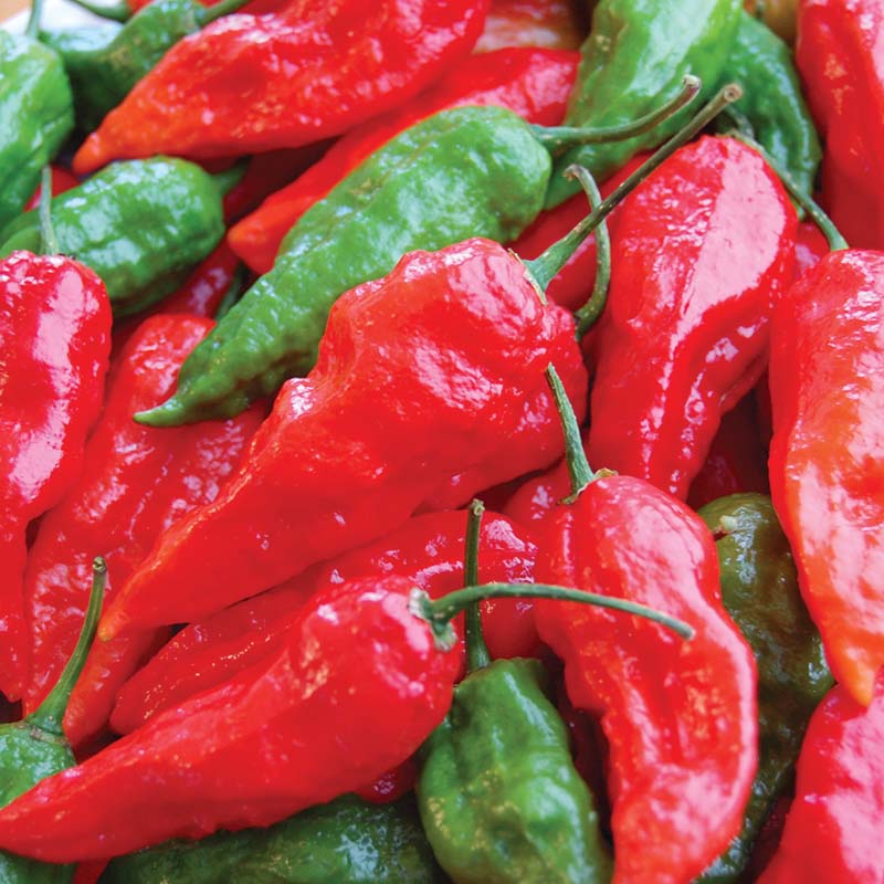 ghost pepper seeds for planting Pepper Ghost Pepper Red Seed RAW / 250 seeds / UNTREATED