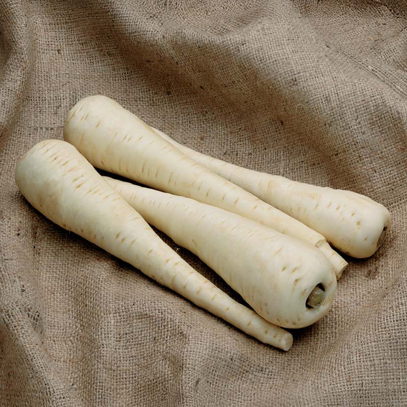 javelin herbicide Parsnip Javelin F1 Seed RAW / 1,000 seeds / UNTREATED