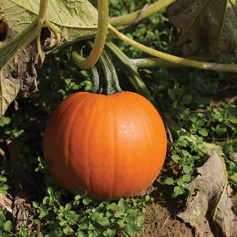 Pumpkin Jack Sprat F1 Seed Harris Seeds