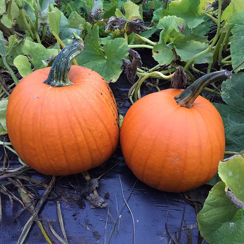 Pumpkin Bellatrix F1 Seed – Harris Seeds
