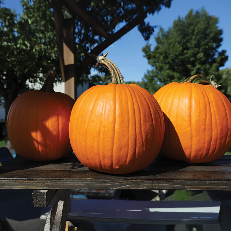 pumpkin herbicide programs Pumpkin Bellatrix F1 Seed