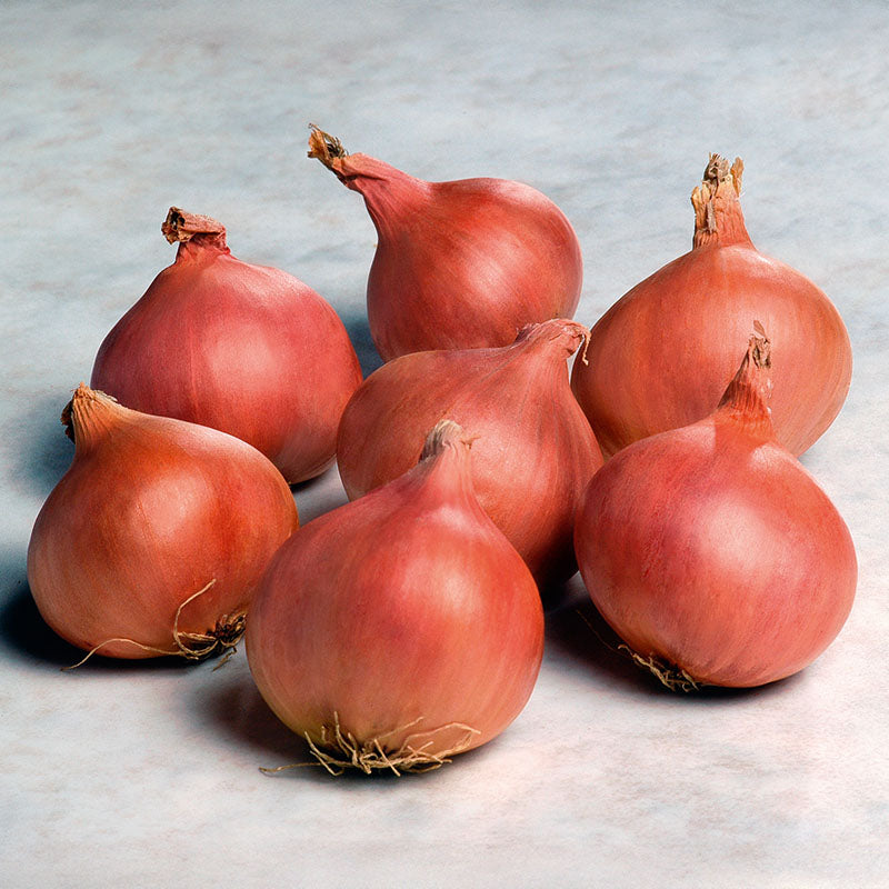 Shallot Matador F1 Organic Seed RAW / 10,000 seeds / Organic