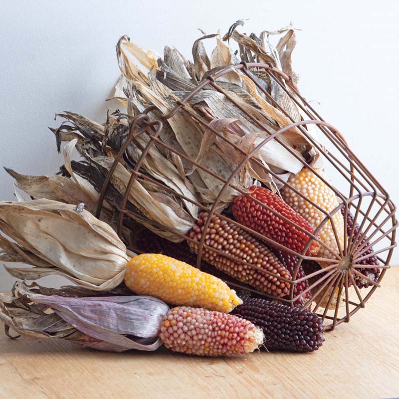 strawberry corn seeds Ornamental Corn Strawberry De-Lite Seed RAW / 50 lbs. / UNTREATED
