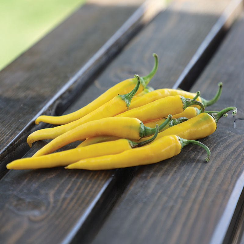 Pepper Golden Cayenne F1 Seed RAW / 250 seeds / UNTREATED