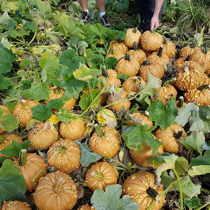 grizzly herbicide Pumpkin Grizzly Bear F1 Seed FILM COATED / 25 seeds / FARMORE