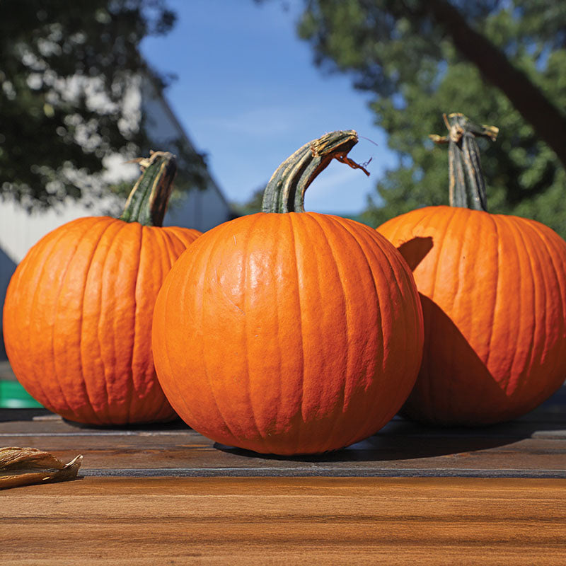 pumpkin herbicide programs Pumpkin Carrie F1 Seed