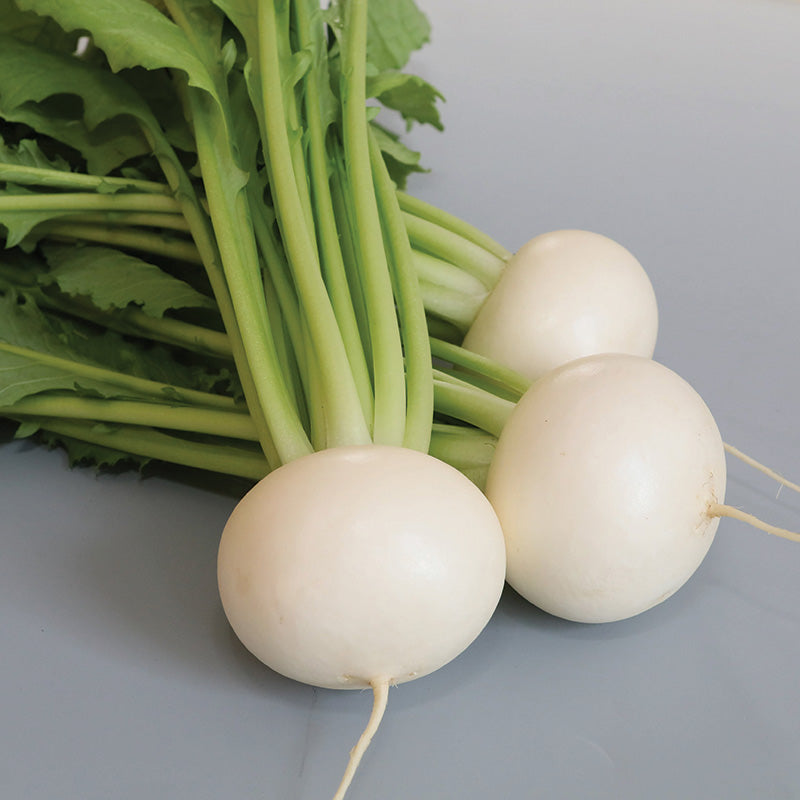 Turnip Tokyo Silky Sweet F1 Seed – Harris Seeds