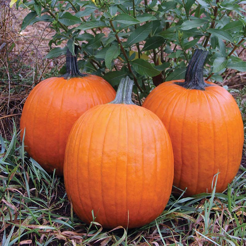 rave herbicide Pumpkin Orange Rave F1 Seed FILM COATED / 250 Seeds / FarMore