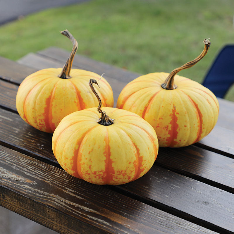 blaze herbicide Pumpkin Blaze F1 Seed STANDARD / 25 seeds / TREATED