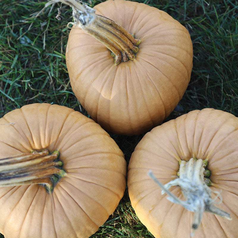 Pumpkin Hot Chocolate F1 Seed – Harris Seeds