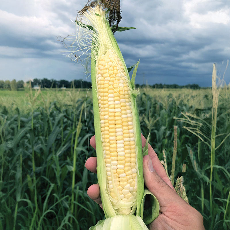 field corn seed for planting Treated Sweet Corn Ignition F1 Seed, Size: 10,000 Seeds