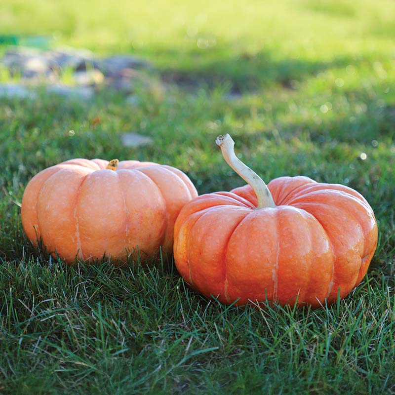 grass herbicide for pumpkins Harris Seeds - Pumpkin Seeds Moranga Variety Salmon Fruit
