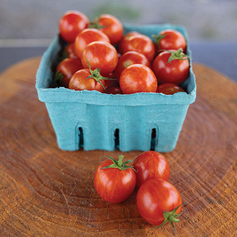 本革草履tomato Tomato Sparky XSL F1 Seed – Harris Seeds