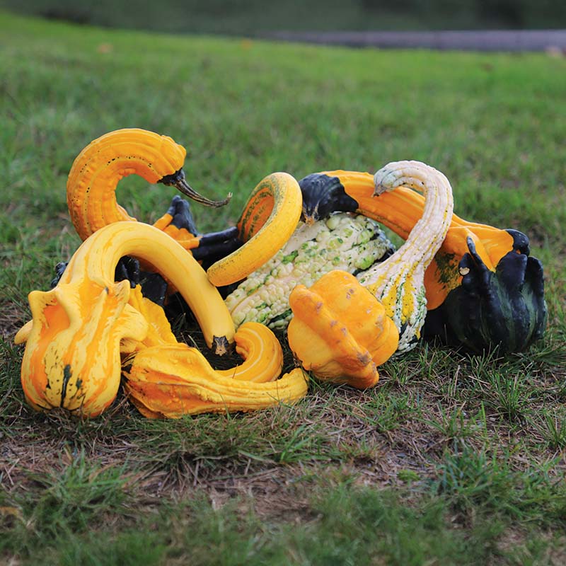 gourd plant seeds Gourd Gourdking F1 Seed FILM COATED / 25 seeds / TREATED