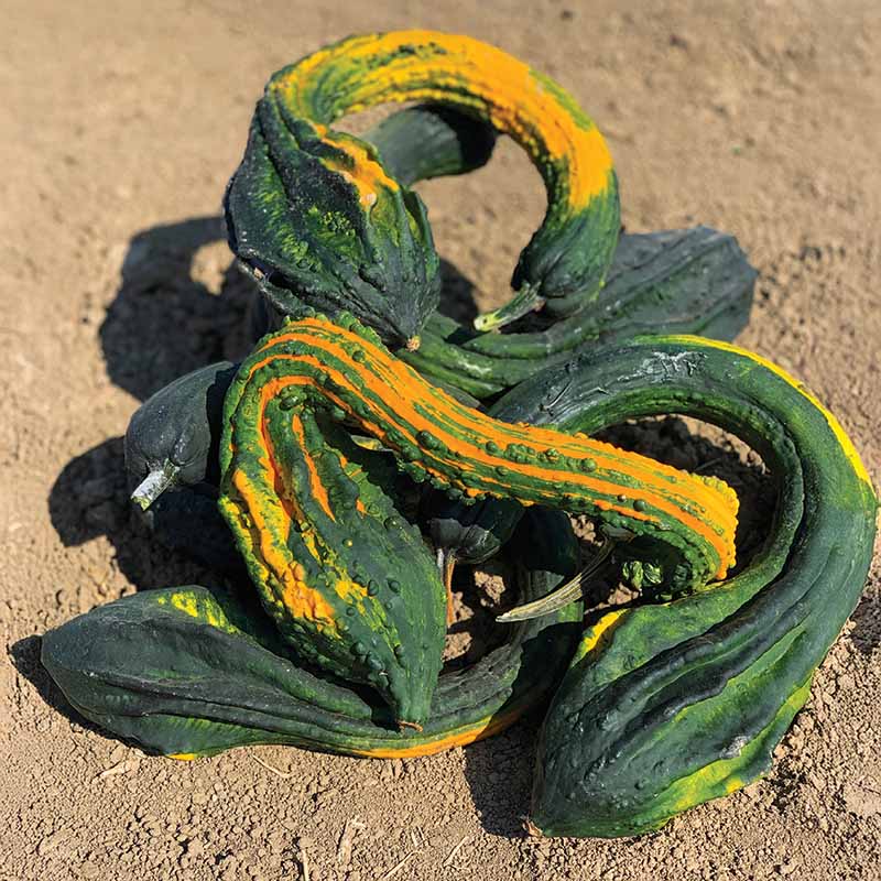 Gourd Gourdzilla F1 Seed – Harris Seeds