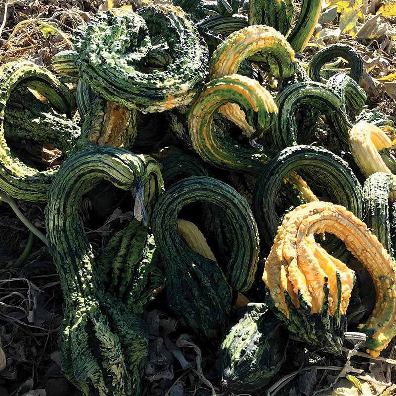 Gourd Gourdzilla F1 Seed – Harris Seeds