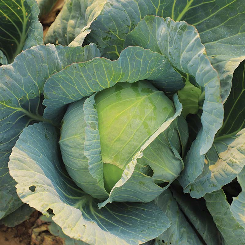 Cabbage Xtreme Vantage F1 Seed – Harris Seeds