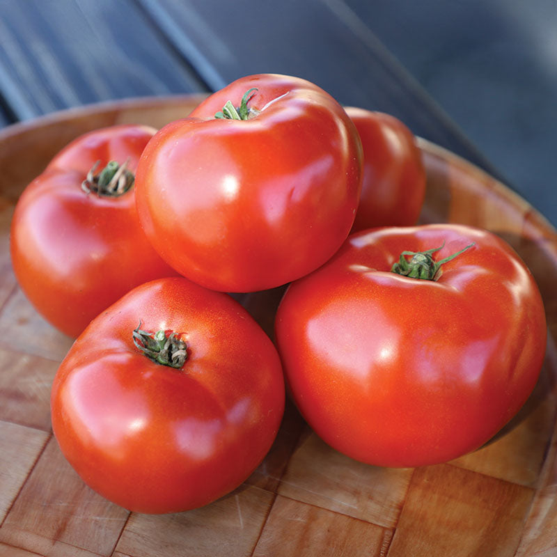 Tomato Roadster F1 Seed – Harris Seeds