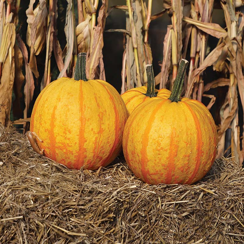 herbicides for pumpkins Pumpkin Fireball F1 Seed FILM COATED / 25 seeds / TREATED