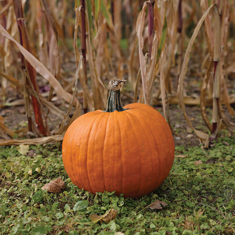 Pumpkin Spartacus F1 Seed – Harris Seeds