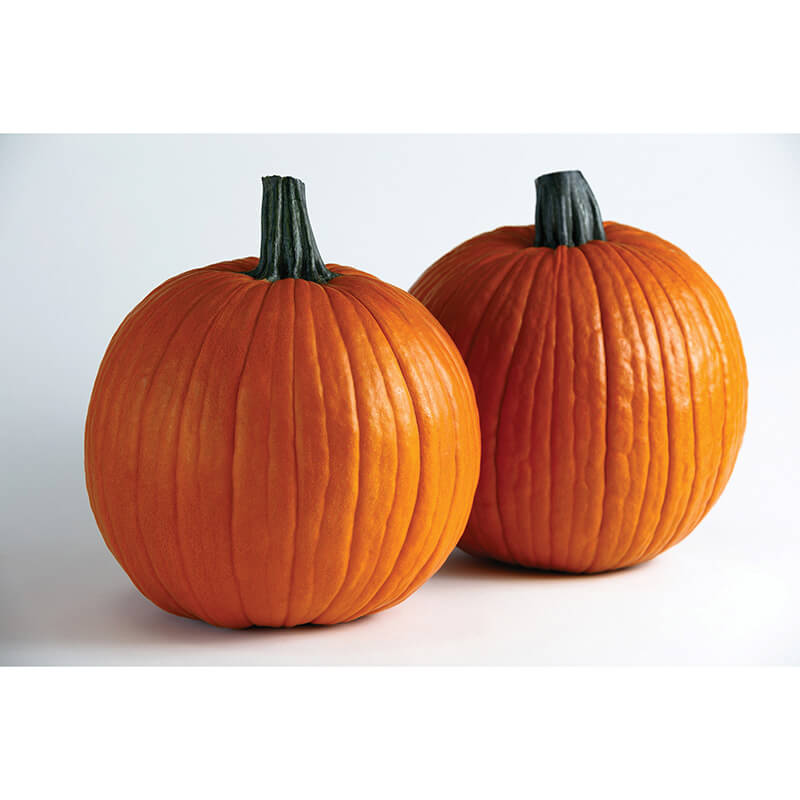Pumpkin Spartacus F1 Seed – Harris Seeds