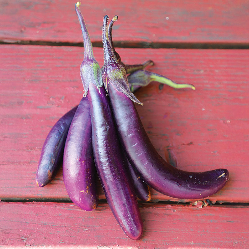 Eggplant Violet Delite F1 Seed – Harris Seeds
