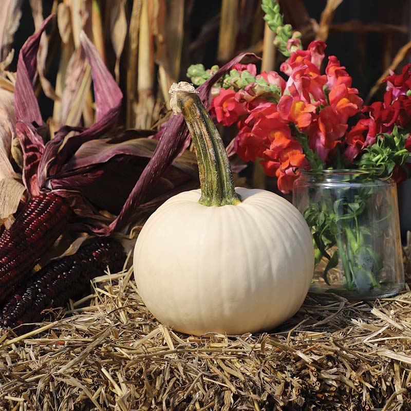 Pumpkin Icicle F1 Seed – Harris Seeds