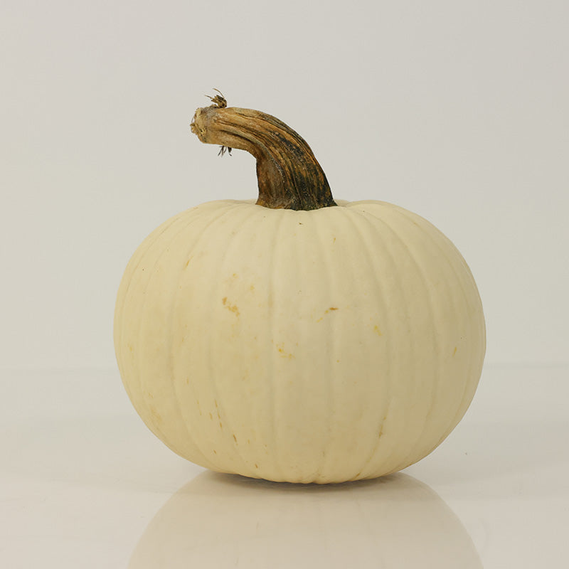 Pumpkin Icicle F1 Seed – Harris Seeds
