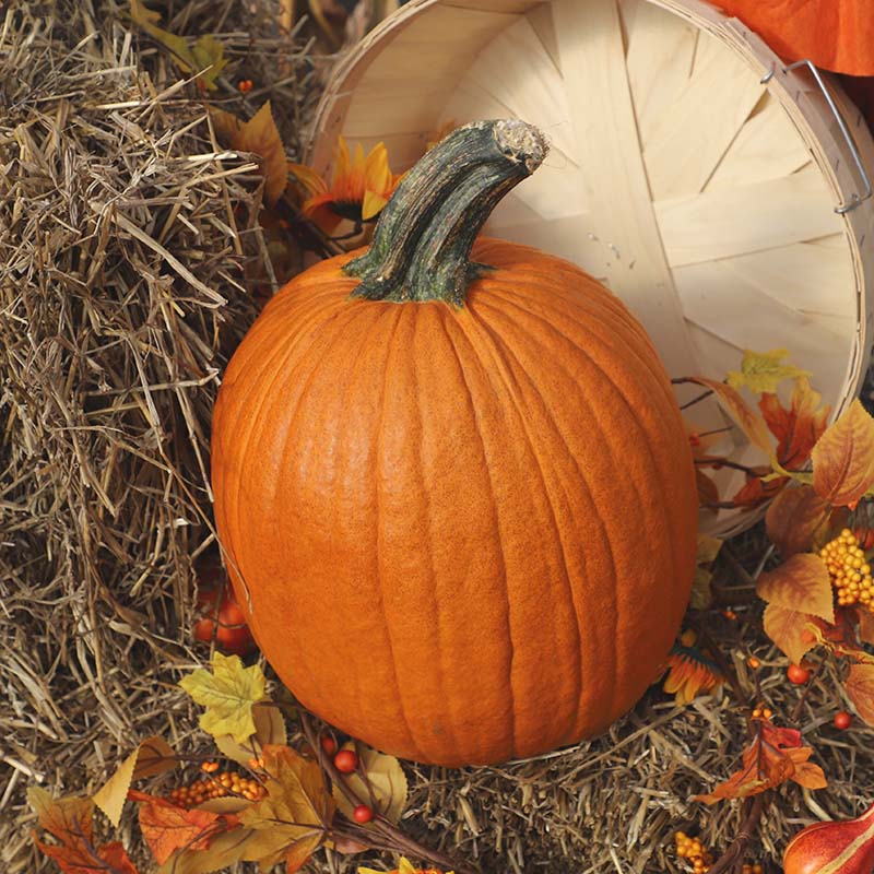 Pumpkin Justify F1 Seed – Harris Seeds