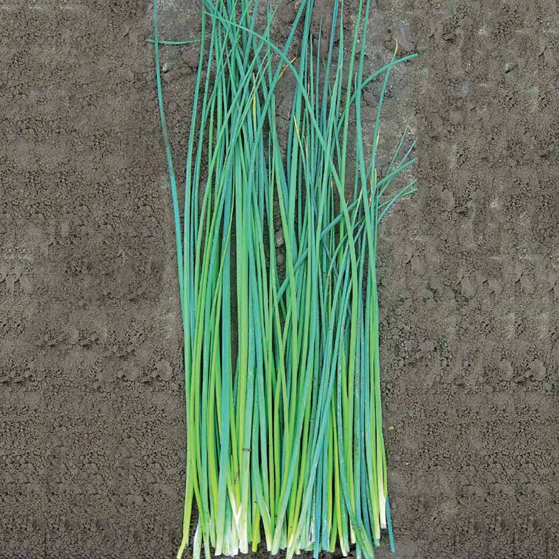 chive herbicide Harris Seeds - Chive Nelly Organic Variety Seeds
