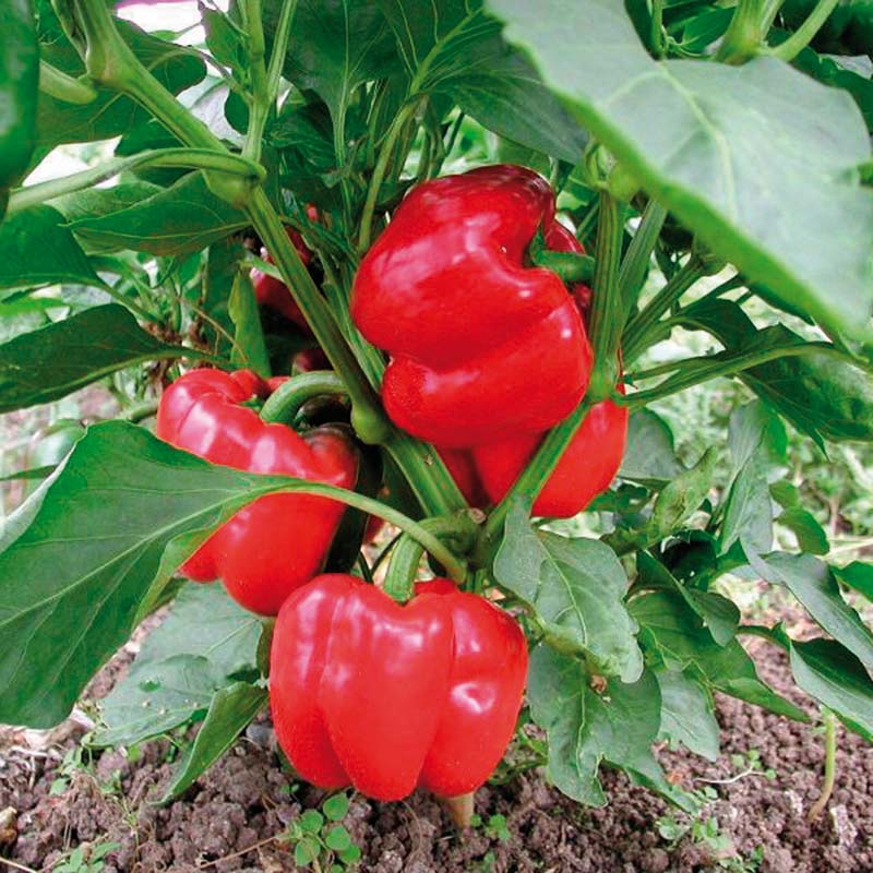 Pepper Olympus F1 Organic Seed – Harris Seeds
