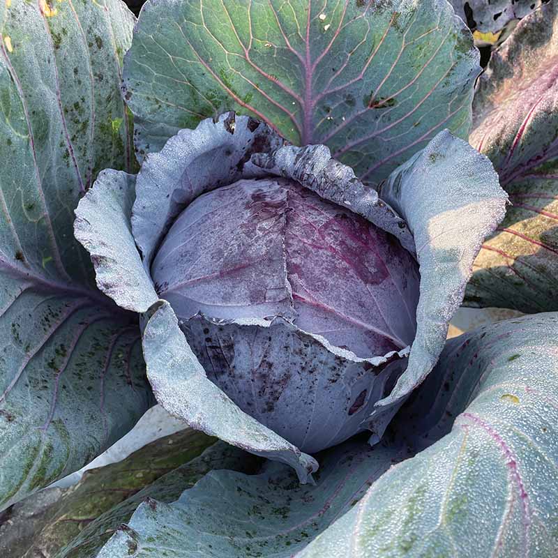 planting red cabbage seeds Cabbage Roadie F1 Seed