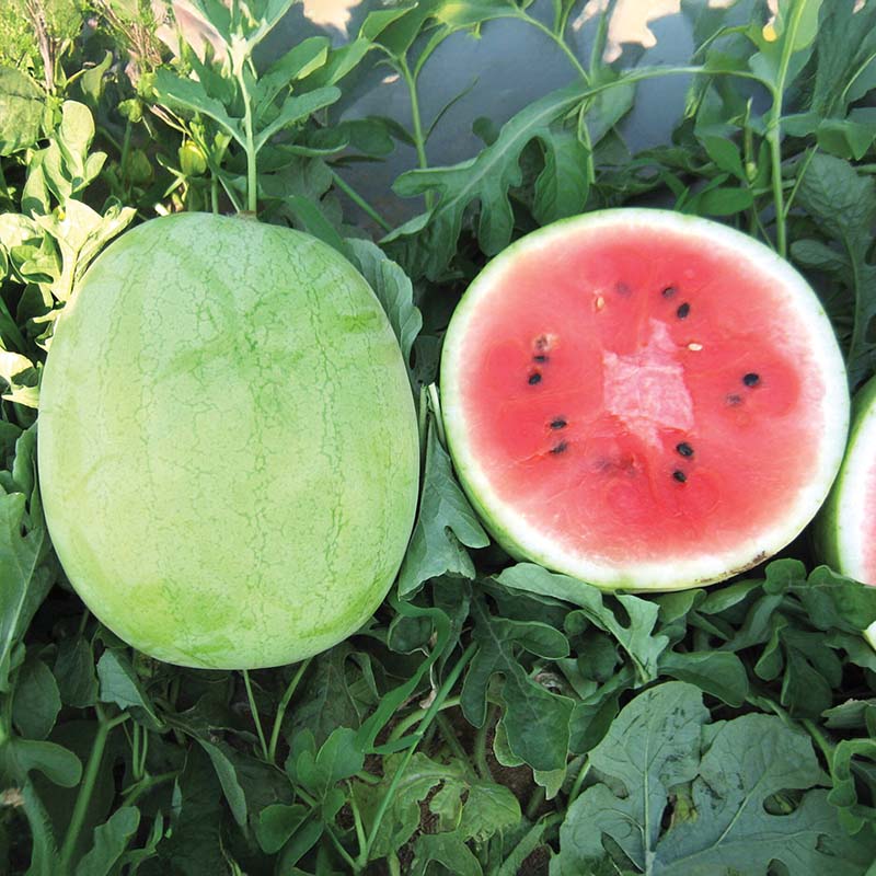 Watermelon Minipool F1 Seed STANDARD / 100 seeds / TREATED