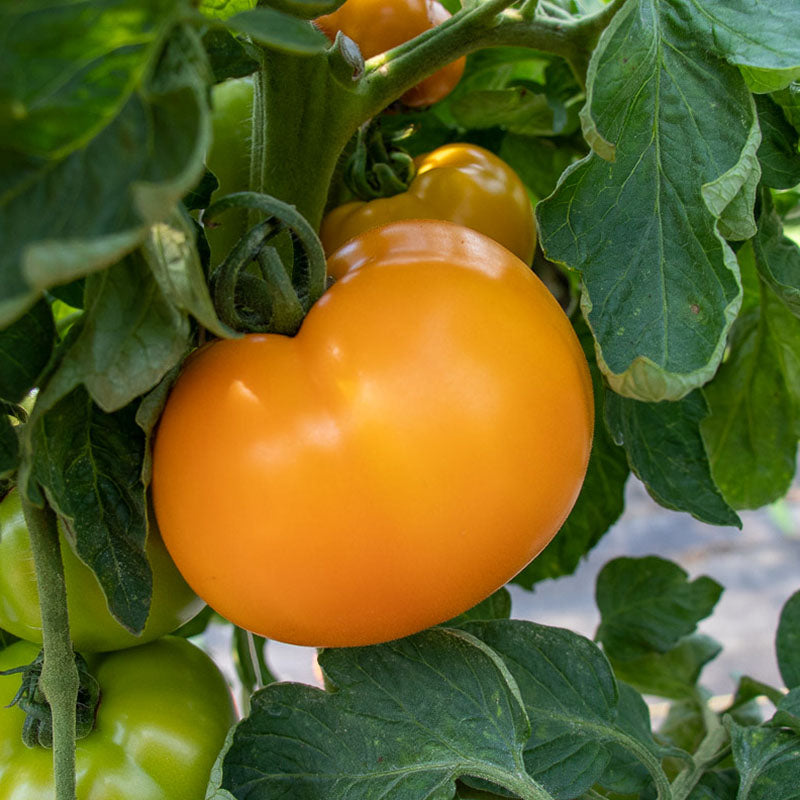 Tomato Bendida F1 Seed Harris Seeds