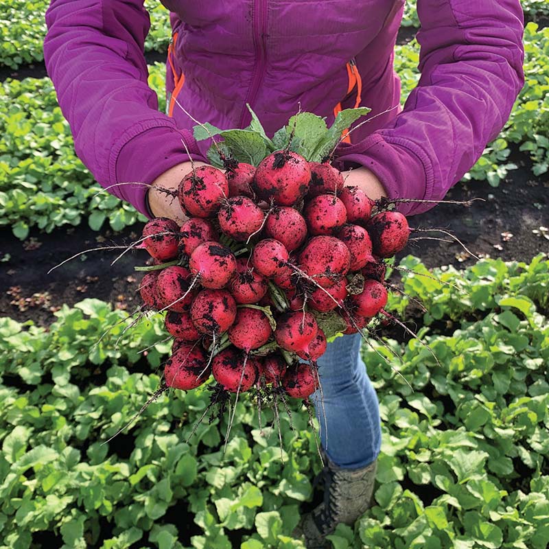 Radish Red Queen F1 Seed – Harris Seeds