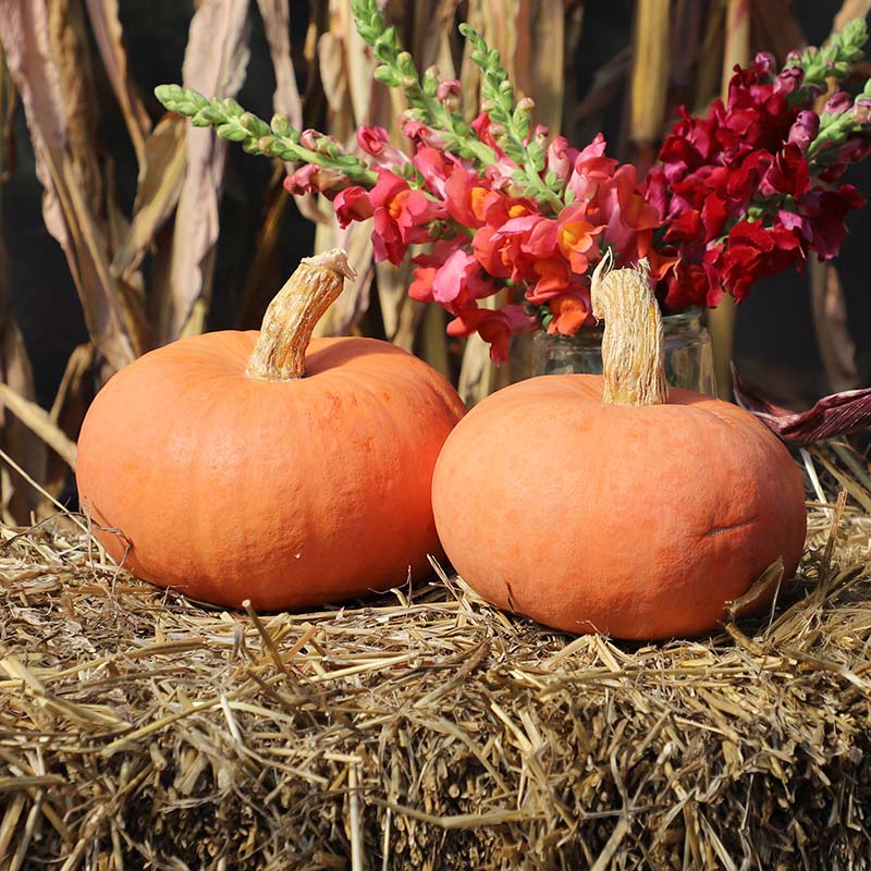 panther herbicide price Squash Pink Panther F1 Seed FILM COATED / 250 seeds / TREATED