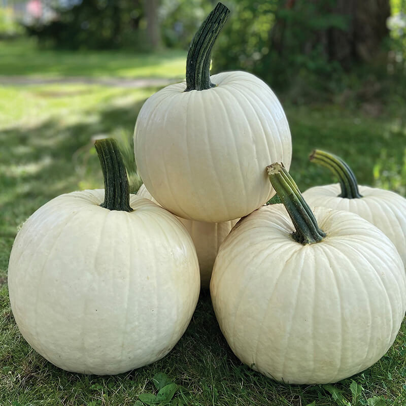 white pumpkin seeds to plant Pumpkin Abominable F1 Seed FILM COATED / 1,000 seeds / FARMORE