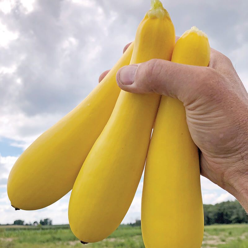 Squash Smooth Summer F1 Seed Harris Seeds